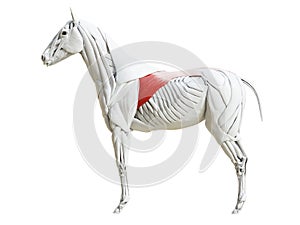 The equine muscle anatomy - latissimus dorsi