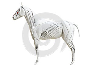 The equine muscle anatomy - levator labii superioris proprius