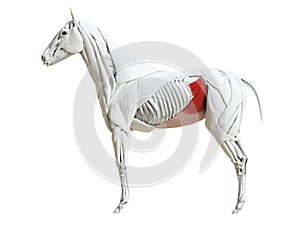 The equine muscle anatomy - obliquus internus abdominis photo