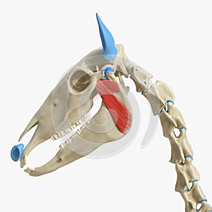 The equine muscle anatomy - pterygoideus