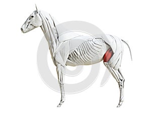The equine muscle anatomy - quadriceps femoris photo