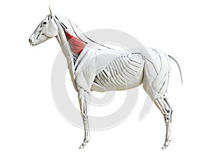 The equine muscle anatomy - serratus ventralis