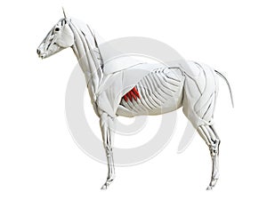 The equine muscle anatomy - serratus ventralis photo