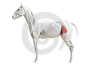 The equine muscle anatomy - tensor fascia latae photo