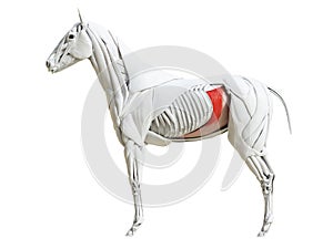 The equine muscle anatomy - transversus abdominis