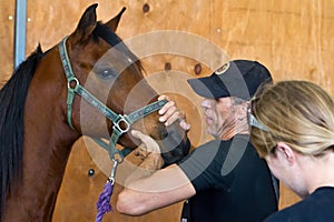 Equine osteopath diagnoses patient