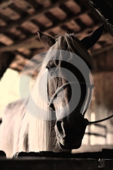 Equine Portrait