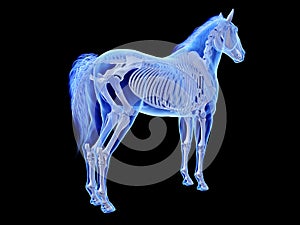 The equine skeletal system