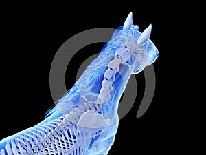 The equine skeletal system