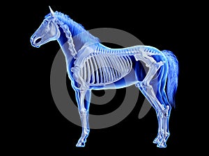 the equine skeletal system