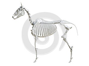 The equine skeleton