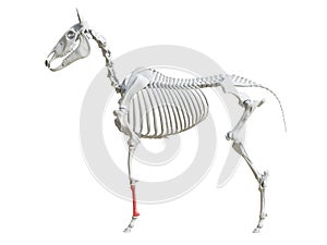 The equine skeleton - cannon bone