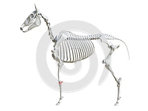 The equine skeleton - carpus