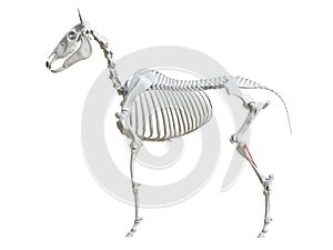 The equine skeleton - fibula