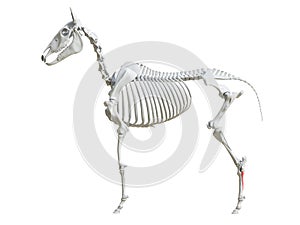 The equine skeleton - fourth metatarsal