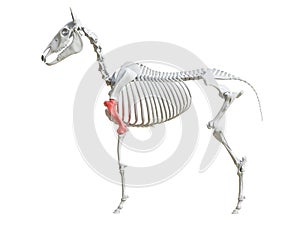 The equine skeleton - humerus