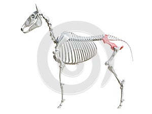 The equine skeleton - ilium