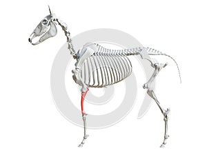 the equine skeleton - radius