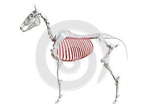 The equine skeleton - ribs