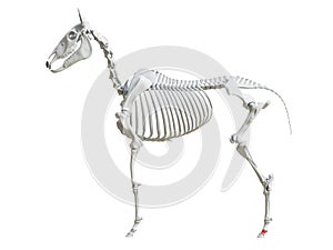 The equine skeleton - second phalange