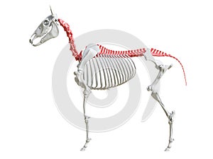 The equine skeleton - spine