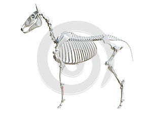 The equine skeleton - splint bone