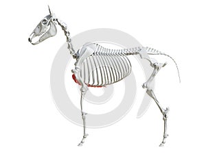 The equine skeleton - sternum