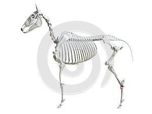 The equine skeleton - tarsal bones photo