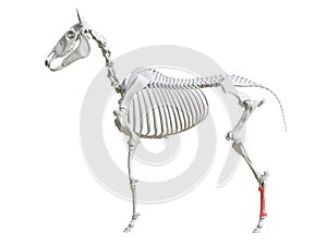 The equine skeleton - third metatarsal