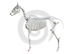 The equine skeleton -  third phalange