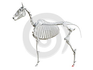 The equine skeleton - third phalange