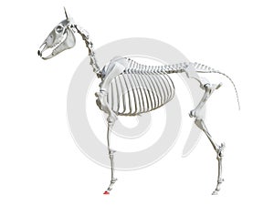 The equine skeleton -  third phalange photo