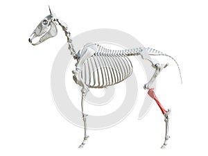 The equine skeleton - tibia