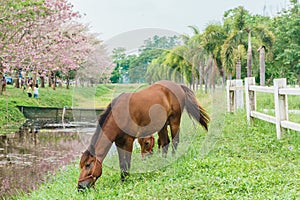 Equine standing with green grass, horse in outdoor view