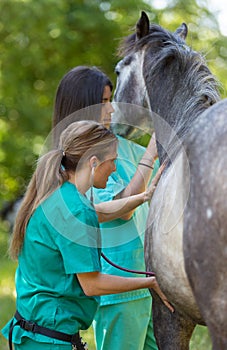 Equine veterinary