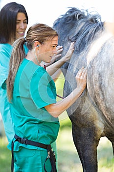 Equine veterinary