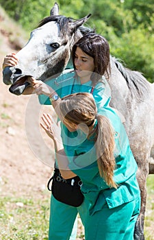 Equine veterinary