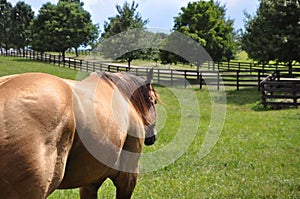 Equine Walk