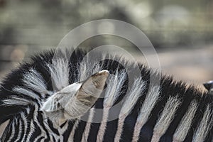 Equine zebra head hair striped on a close up still