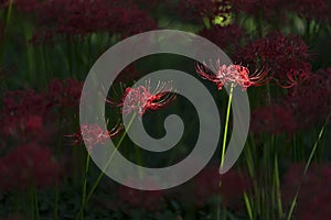 Equinox Flowers