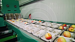 Equipment in a factory for drying and sorting apples. industrial production facilities in food industry