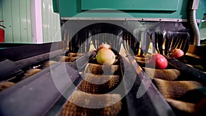 Equipment in a factory for drying and sorting apples. industrial production facilities in food industry