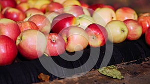 Equipment in a factory for washing, drying and sorting apples. industrial production facilities in food industry. fresh