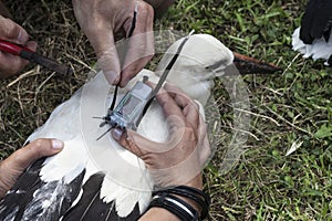 Equipping storks with gps