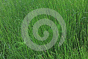 Equisetales in a park