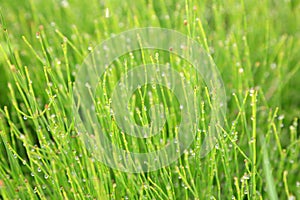 Equisetales in a park