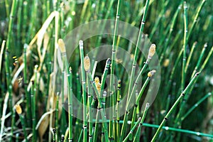 Equisetopsida plant or horsetails in forest. Vascular plants.