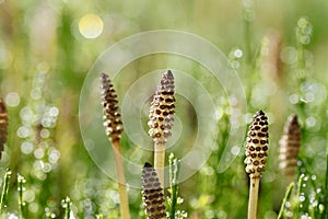 Equisetum arvense