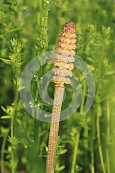 Equisetum arvense