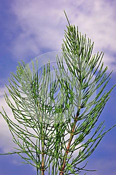 Equisetum arvense photo